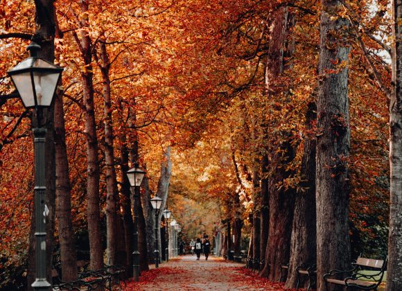 Celebrating Fall daniel-j-schwarz-7-oM8eFUkFQ-unsplash